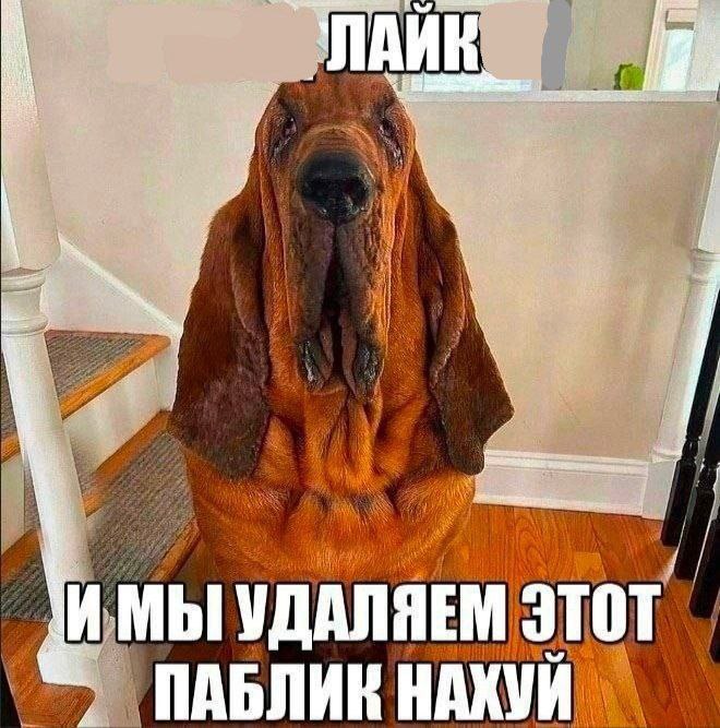 oF 1 ИМЫ УДАЛЯЕМ ЭТОТ ПАБЛИК НАХУЙ