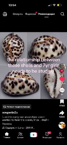 13:54 LIVE Смотреть Подписки Рекомендации the relationship between these shells and girls nee be 94:5 тыс у 89 я 13 Репост подписчикам 4960 souperin2u i used to carry one around just case 5840 wanted 