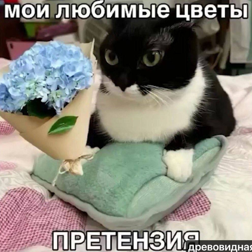 мойлюбимые у превовидна: