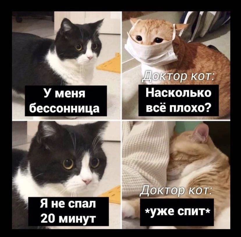 24 a KOT: У меня Насколько бессонница всё плохо? Доктор кот: Я не спал же спит» 20 минут у