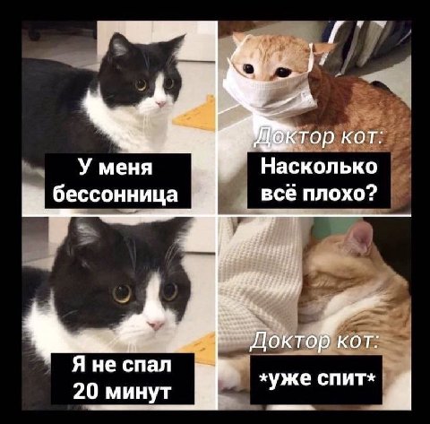 24 a KOT: У меня Насколько бессонница всё плохо? Доктор кот: Я не спал же спит» 20 минут у