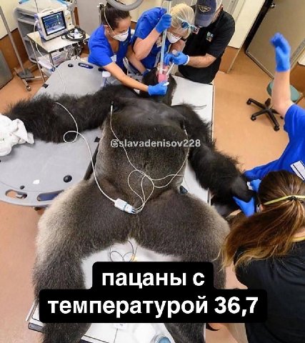 температурой 36,7