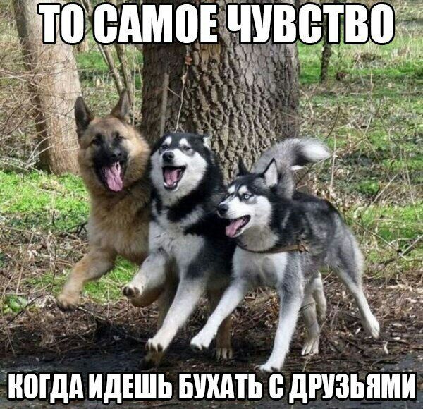 ТО, САМОЕ ЧУВСТ my “4 а. А Noa a КОГДА ИДЕШЬ БУХАТЬ С ДРУЗЬЯМИ