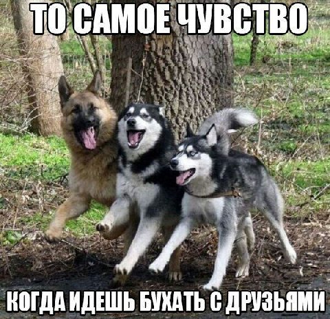 ТО, САМОЕ ЧУВСТ my “4 а. А Noa a КОГДА ИДЕШЬ БУХАТЬ С ДРУЗЬЯМИ