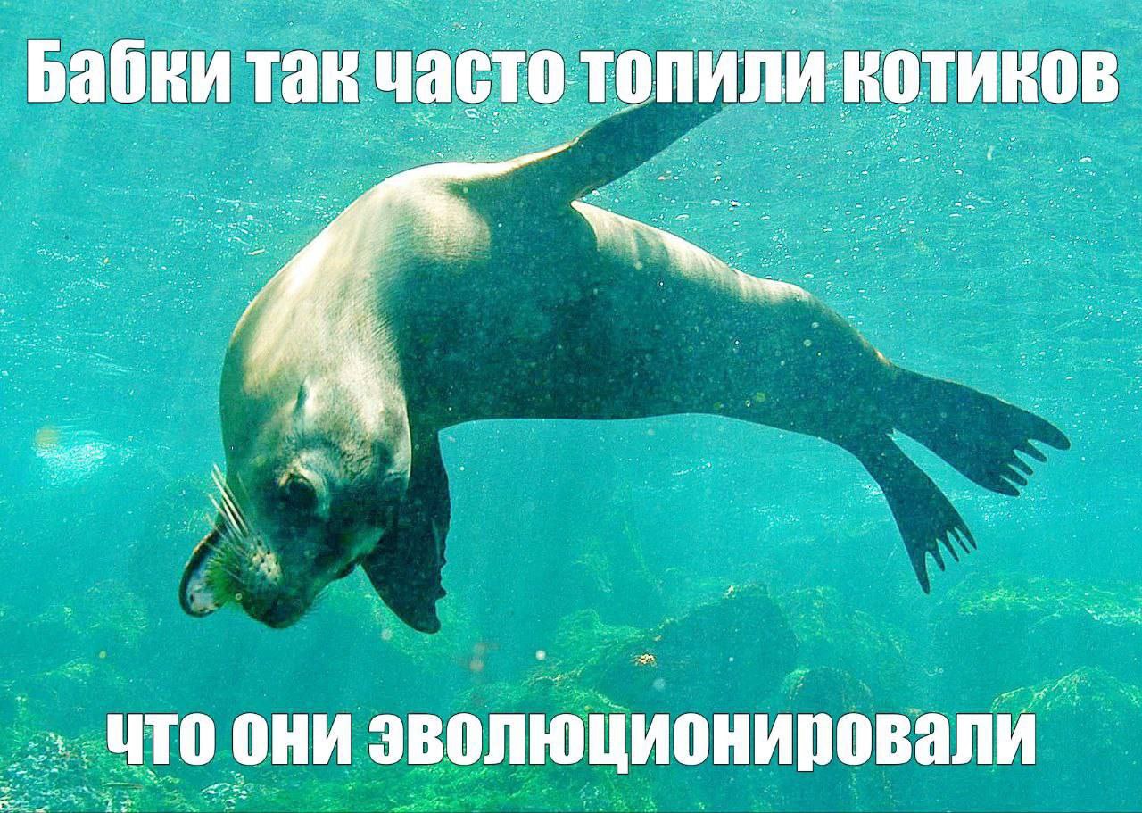 Бабки так что они эволюционировали_