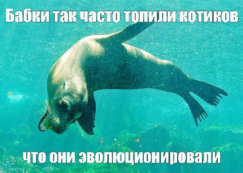 Бабки так что они эволюционировали_