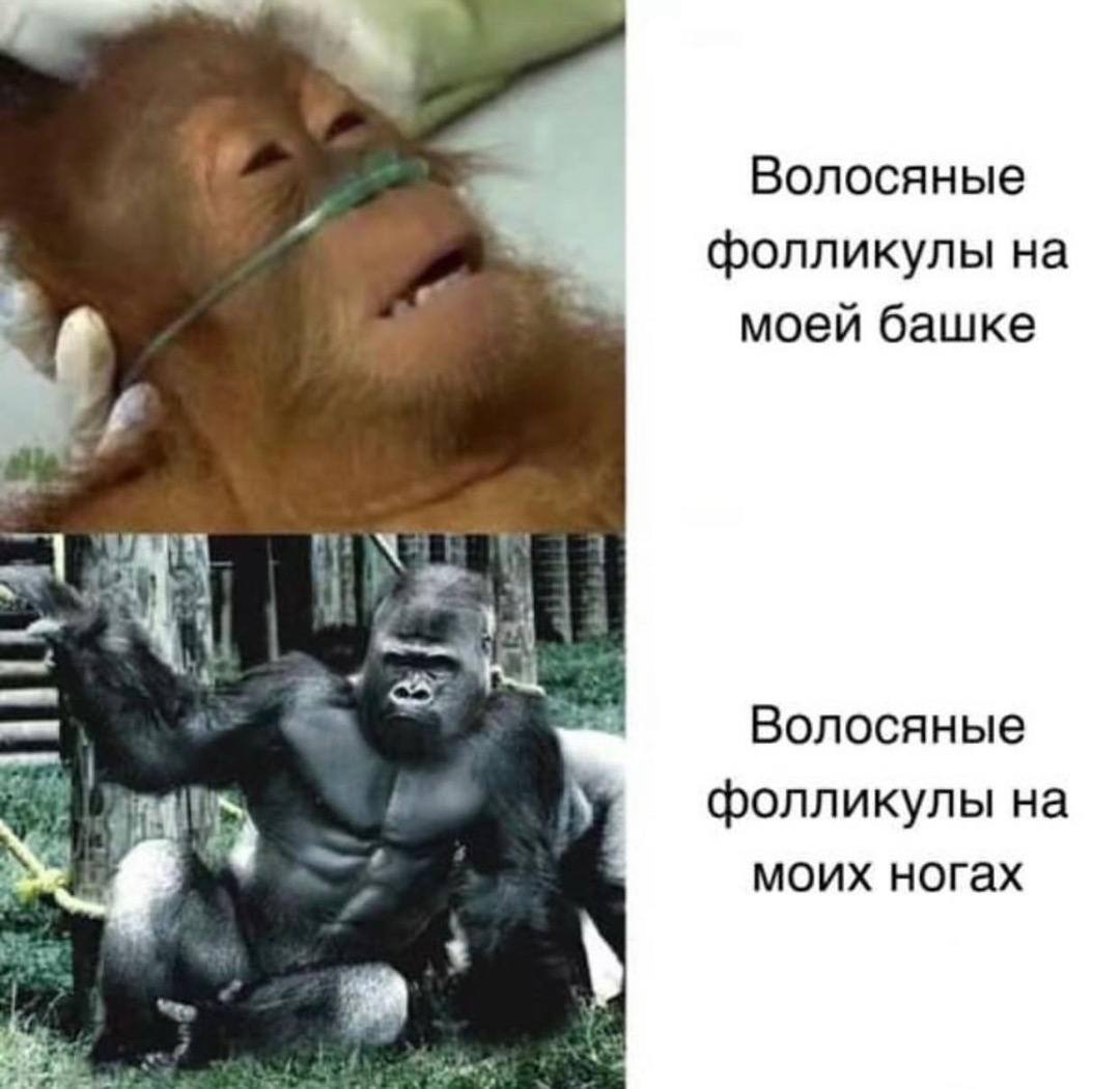 Волосяные фолликулы на моей башке 4 Волосяные фолликулы моих ногах