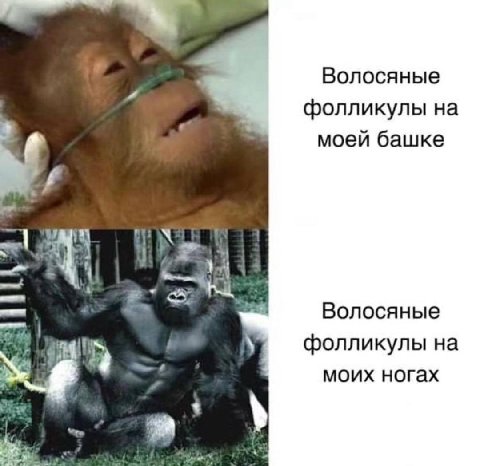 Волосяные фолликулы на моей башке 4 Волосяные фолликулы моих ногах