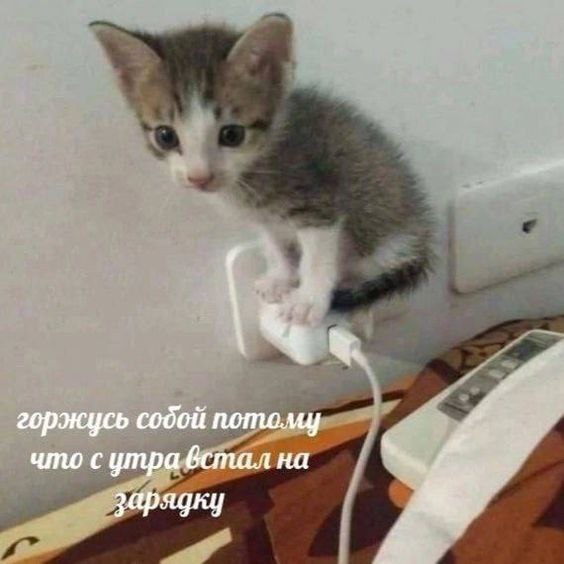 горжусь что сутра встал на Зарядну