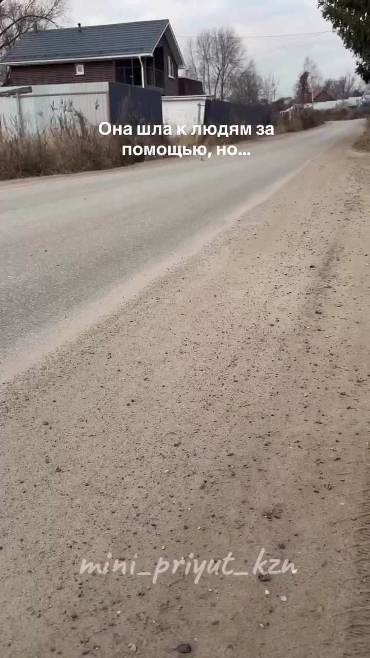 Но ей некому помочь💔

Несколько дней назад в большой приютской семье случилось пополнение🥺 
У неё что-то с ротовой полостью - все жутко воспалено, слюни с гноем текут ручьем, рот постоянно открыт и яз