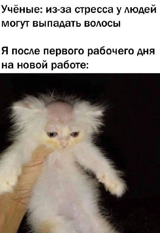 Учёные: из-за стресса у людей могут выпадать волосы Я после первого рабочего дня на новой работе: