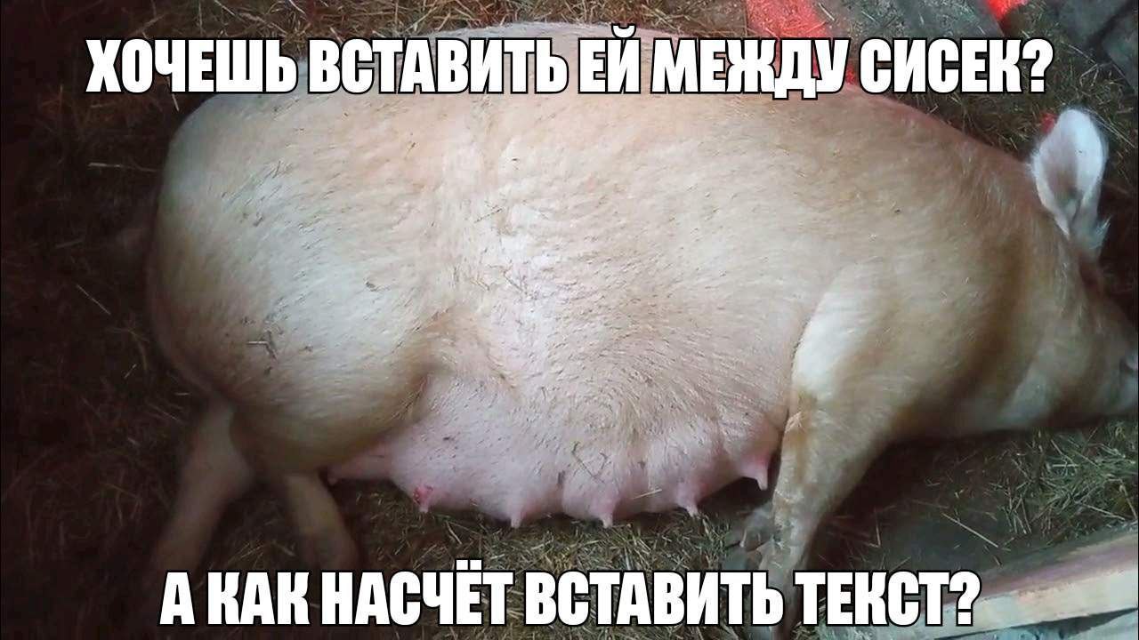 ХОЧЕШЬ ВСТАВИТЬ МЕЖДУ СИСЕК? и A KAK НАСЧЕТ ВСТАВИТЬ ТЕКСТ?