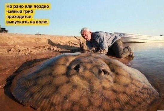 Но рано или поздно чайный гриб приходится выпускать на волю a я к 4 i 4