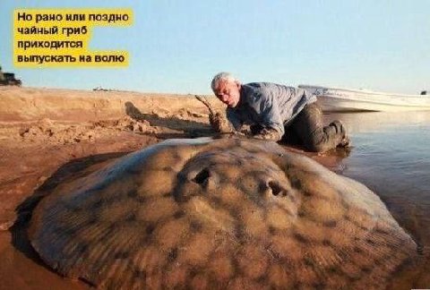 Но рано или поздно чайный гриб приходится выпускать на волю a я к 4 i 4
