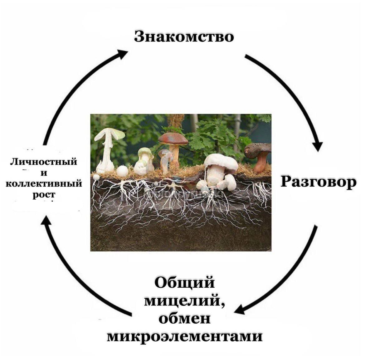 Знакомство Личностный и коллективный Разговор рост Общий мицелий, обмен микроэлементами