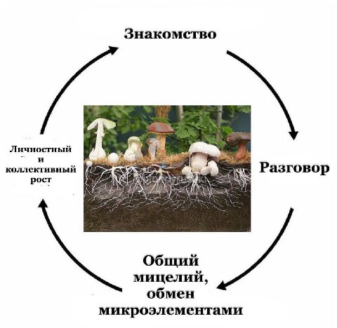 Знакомство Личностный и коллективный Разговор рост Общий мицелий, обмен микроэлементами