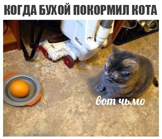 КОГДА БУХОЙ ПОКОРМИЛ КОТА No 4 a