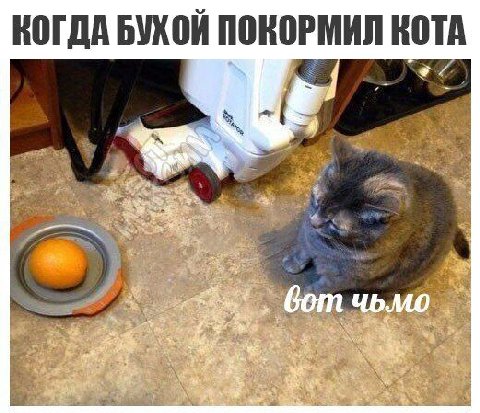 КОГДА БУХОЙ ПОКОРМИЛ КОТА No 4 a