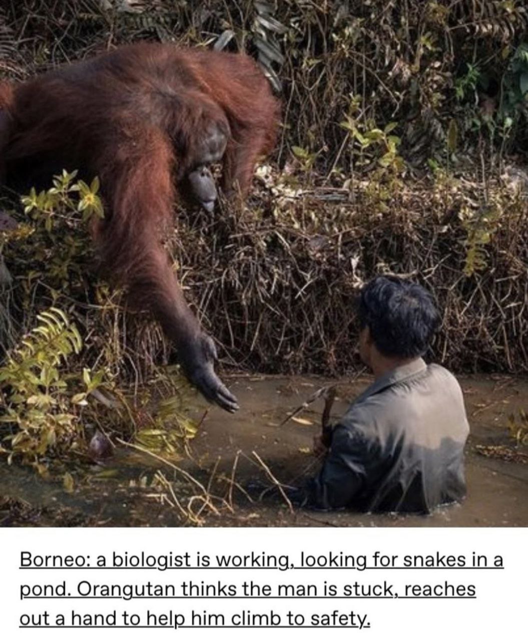 a я a а В у a Borneo: a biologist is working, looking for snakes ina pond. Orangutan thinks the man is stuck, reaches out a hand to help him climb to safety.