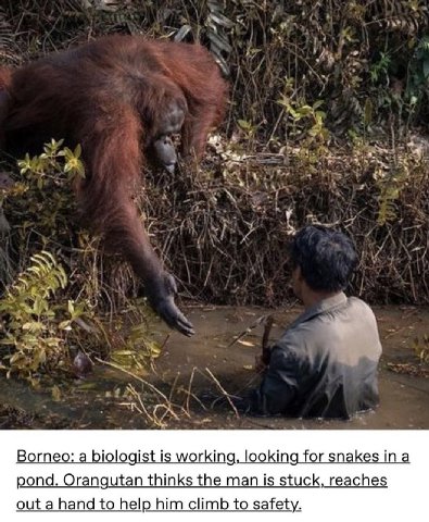 a я a а В у a Borneo: a biologist is working, looking for snakes ina pond. Orangutan thinks the man is stuck, reaches out a hand to help him climb to safety.