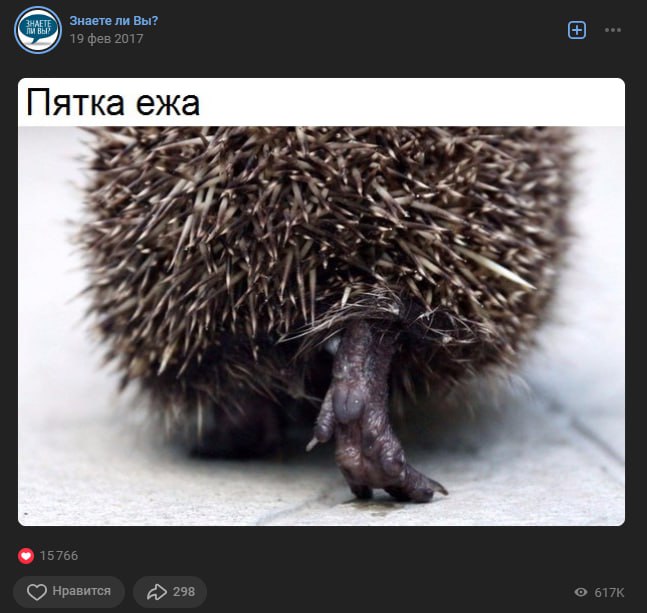 Знаете ли Вы? Пятка ежа a A 4 [о нравится 298