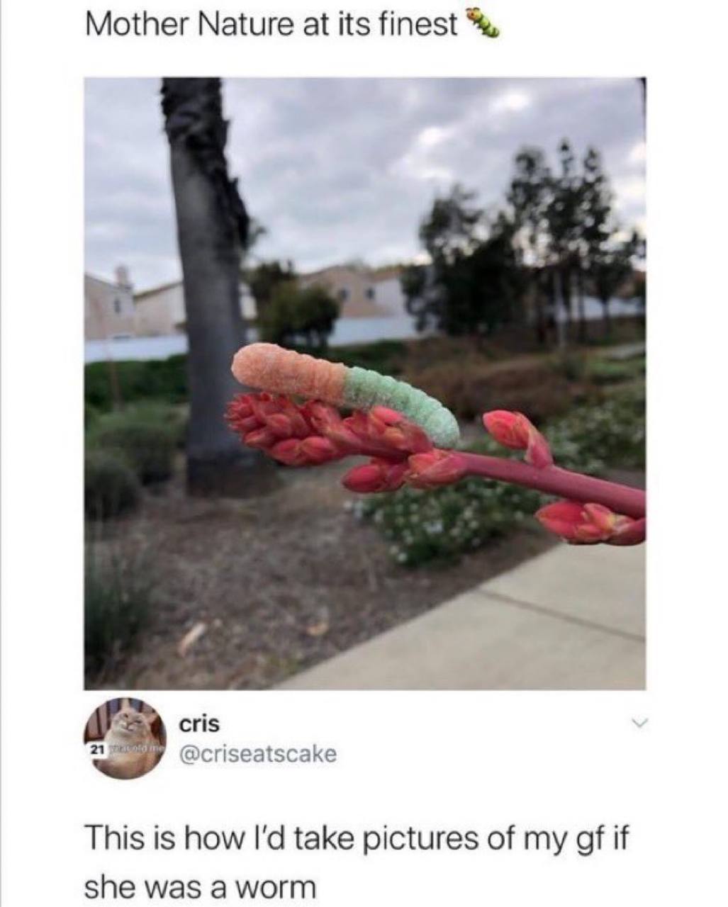 Mother Nature at its finest cris @criseatscake This is how take pictures of my if she was a worm
