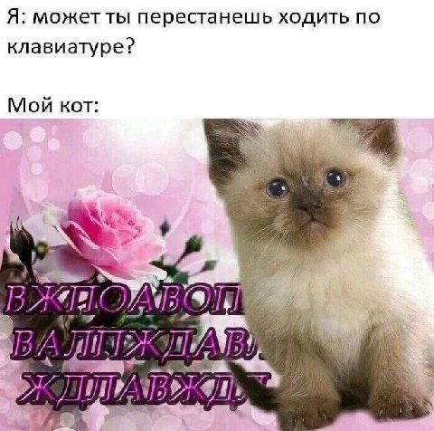 Я: может ты перестанешь ходить по клавиатуре? Мой кот 4 1