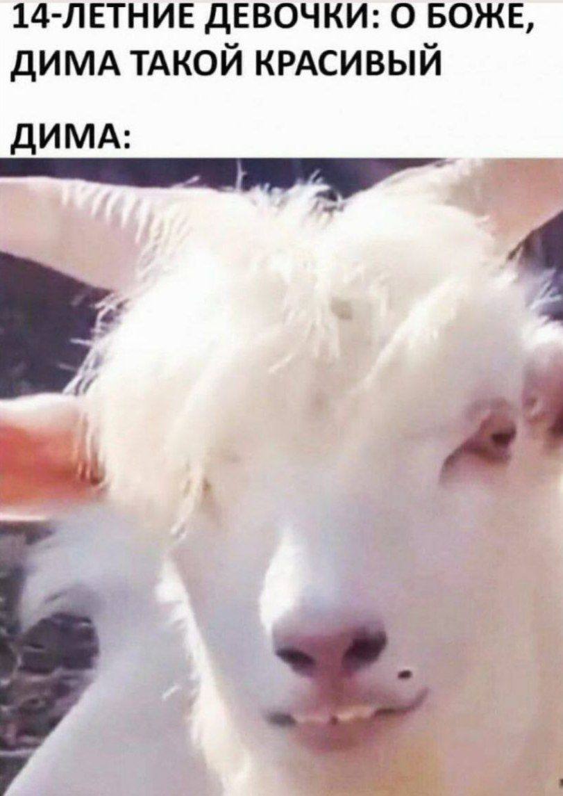 14-ЛЕТНИЕ ДЕВОЧКИ: О БОЖЕ, ДИМА ТАКОЙ КРАСИВЫЙ ДИМА: