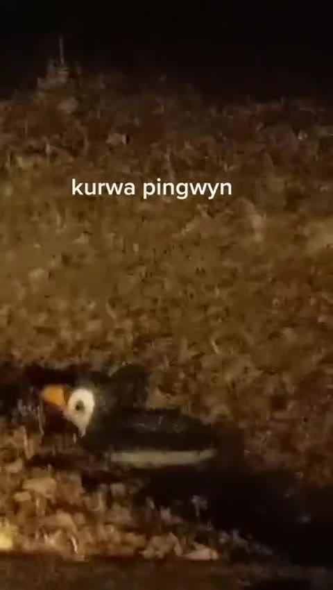 kurwa pingwyn