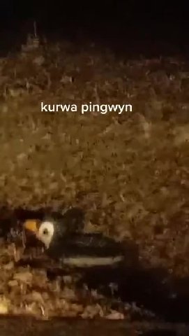 kurwa pingwyn