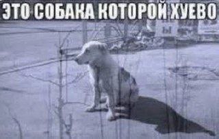 ЭТО СОБАКА КОТОРОН ХУЕВО