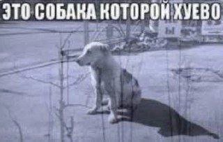 ЭТО СОБАКА КОТОРОН ХУЕВО