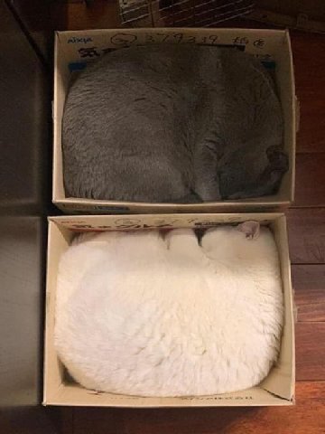Споть режим