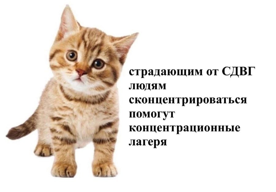 as страдающим от СДВГ людям сконцентрироваться помогут концентрационные лагеря
