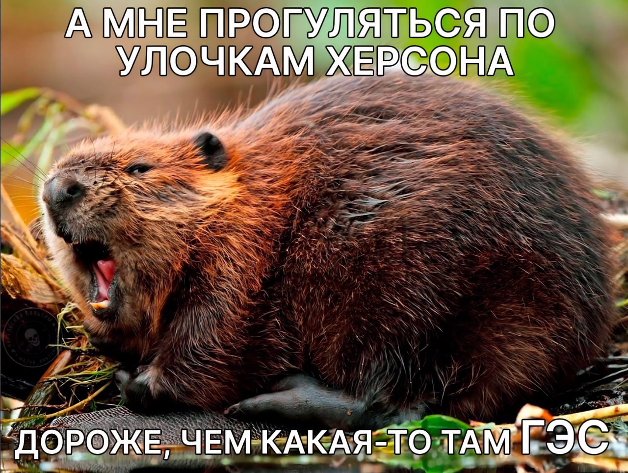 А МНЕ ПРОГУЛЯТЬСЯ ПО УЛОЧКАМ ХЕРСОНА ‚ДОРОЖЕ, ЧЕМ КАКАЯ-ТО TAME