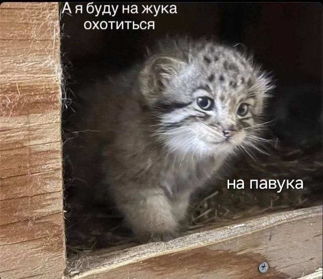 А я буду жука ОХОТИТЬСЯ на павука