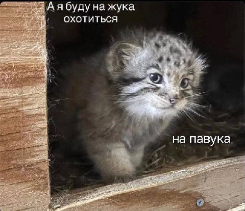 А я буду жука ОХОТИТЬСЯ на павука