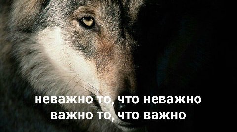 старки заебали
