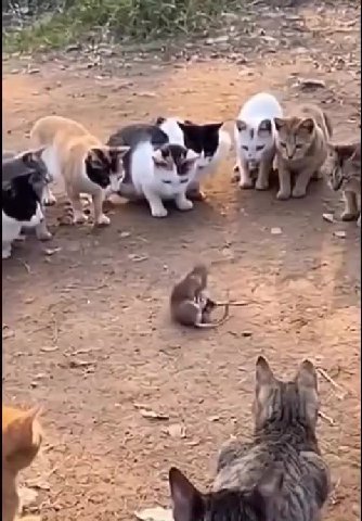 летот ту базары