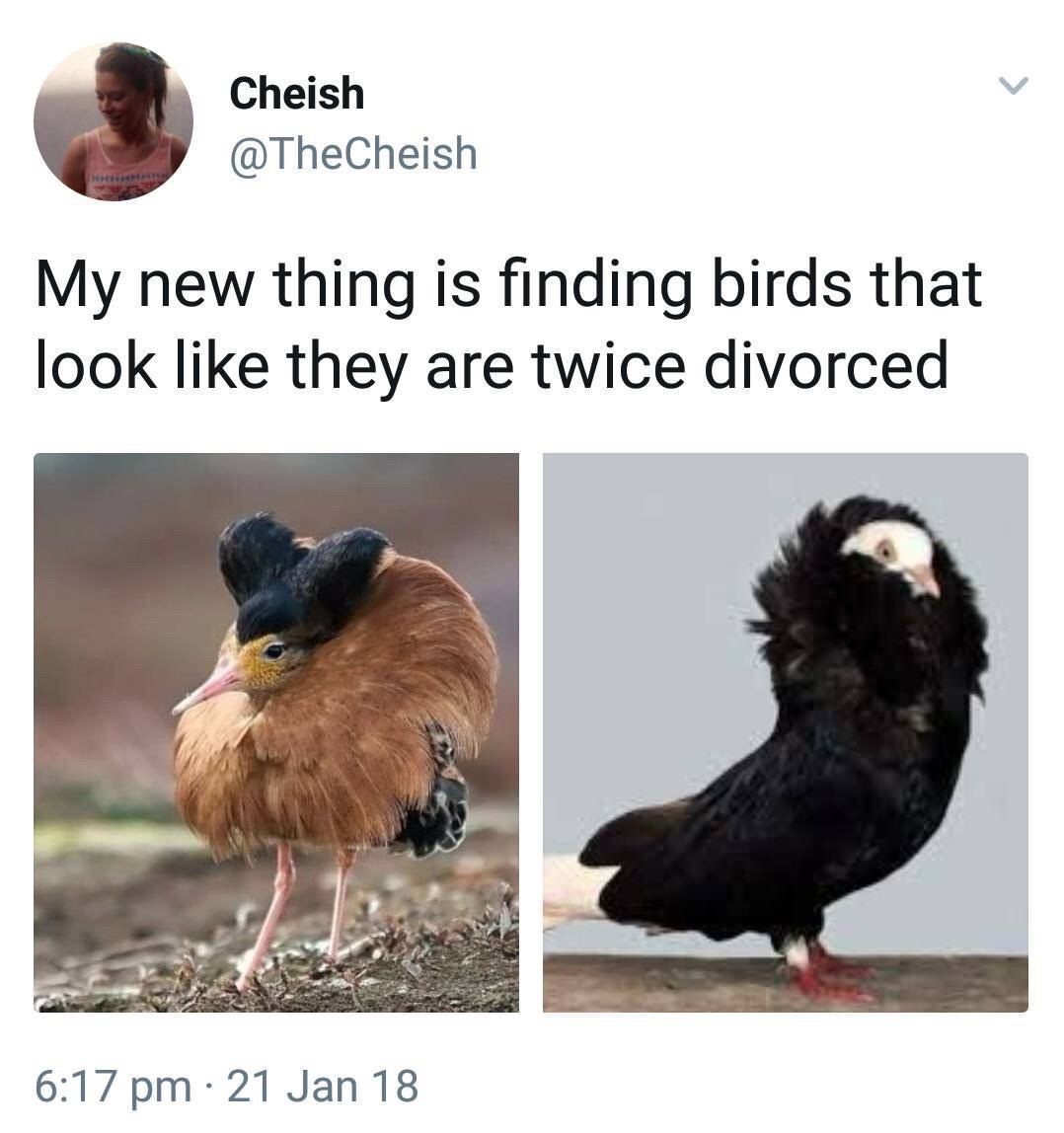 Cheish @TheCheish My new thing is finding birds that look like they are twice divorced 6:17 21 Jan 18