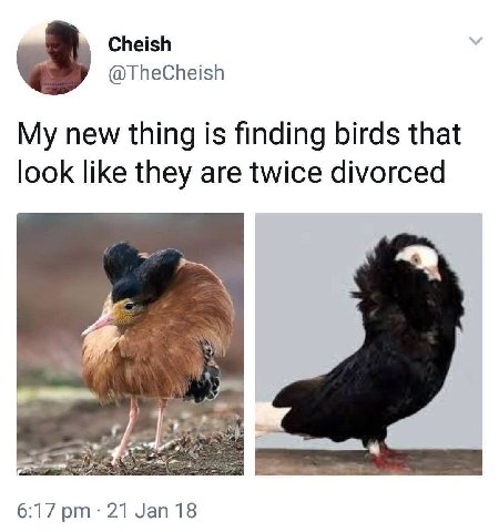 Cheish @TheCheish My new thing is finding birds that look like they are twice divorced 6:17 21 Jan 18