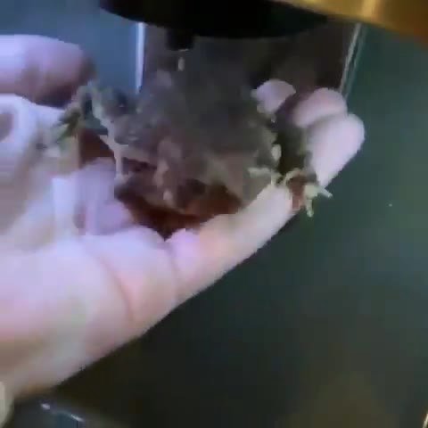 It is Wednesday my dudes