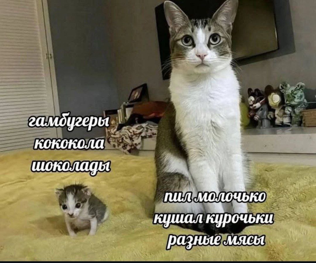 гамдугеры шоколадыя пил молочько кушал курочьки разные мясы