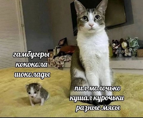 гамдугеры шоколадыя пил молочько кушал курочьки разные мясы
