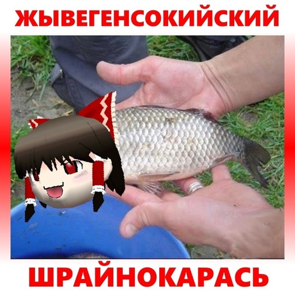 ЖЫВЕГЕНСОКИЙСКИЙ ШРАЙНОКАРАСЬ