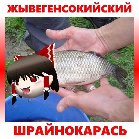 ЖЫВЕГЕНСОКИЙСКИЙ ШРАЙНОКАРАСЬ
