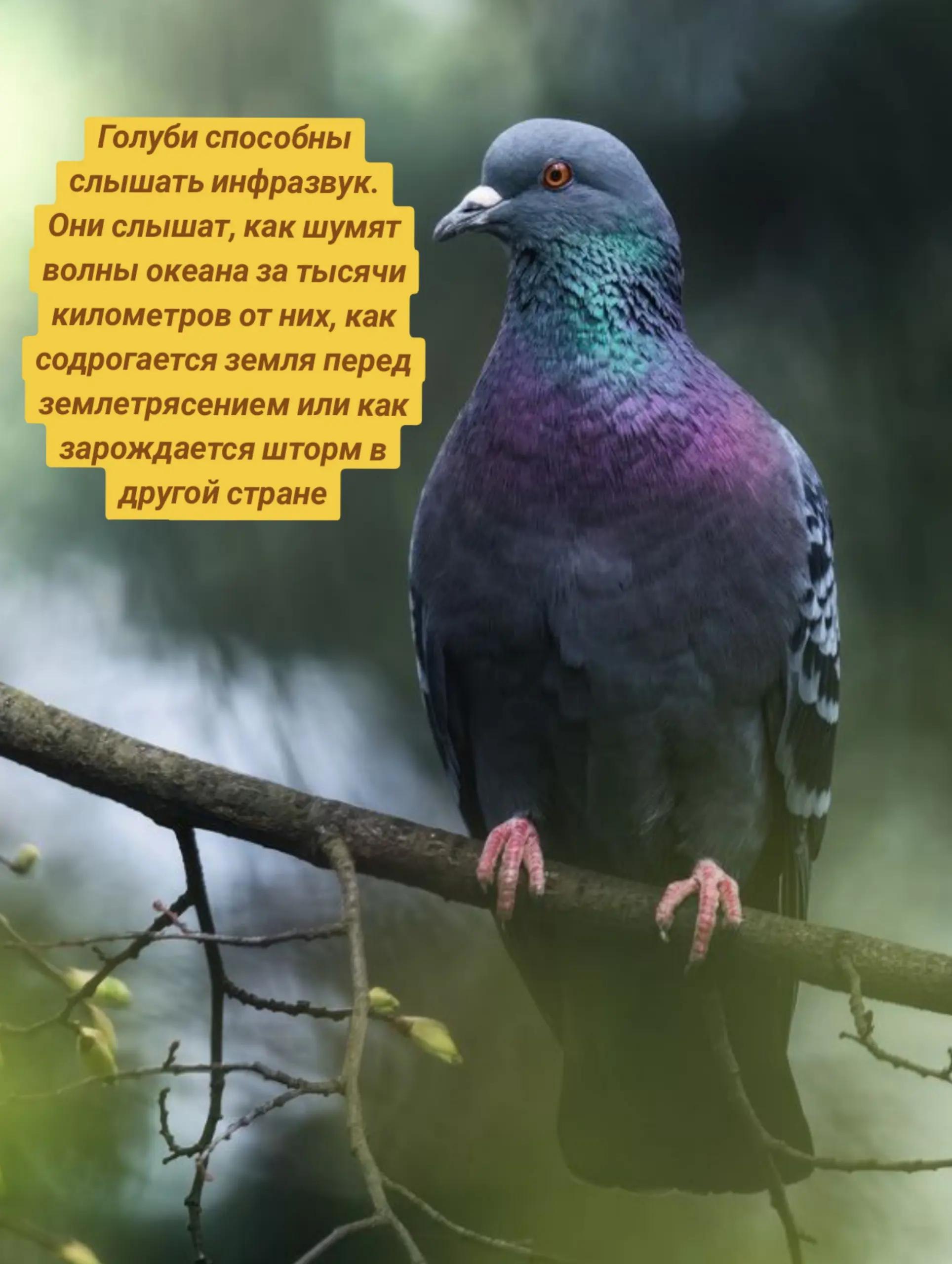 Голуби способны слышать инфразвук. Они слышат, как шумят волны океана за тысячи у километров от них, как содрогается земля перед землетрясением или как зарождается шторм в другой стране