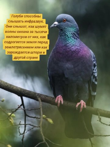 Голуби способны слышать инфразвук. Они слышат, как шумят волны океана за тысячи у километров от них, как содрогается земля перед землетрясением или как зарождается шторм в другой стране