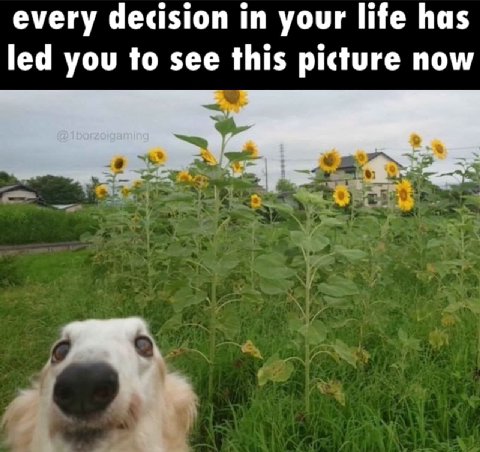 every decision in your life has led you to see this picture now