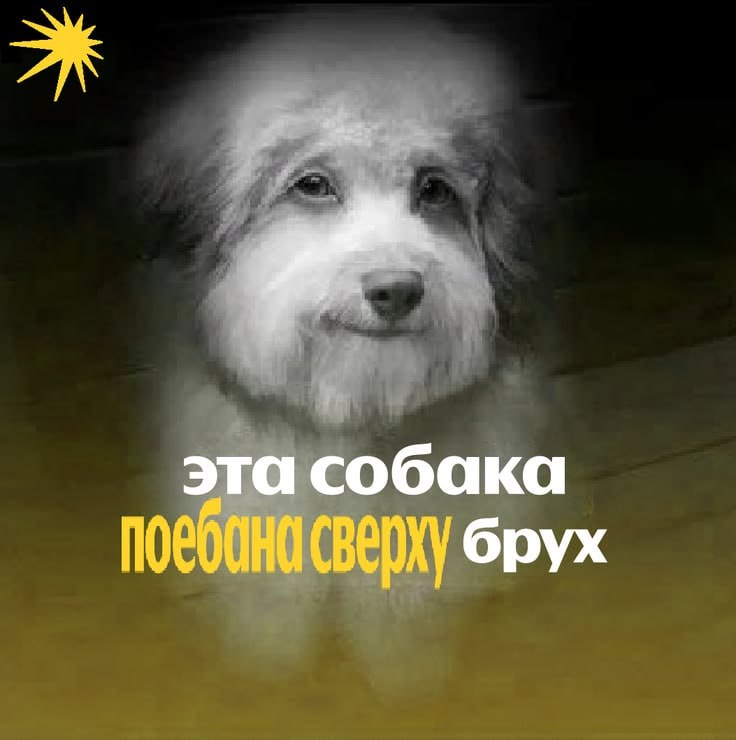 эта собака брух